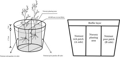 Response of the root morphological structure of Fokienia hodginsii seedlings to competition from neighboring plants in a heterogeneous nutrient environment